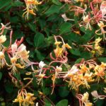 7 plantas trepadoras económicas para acondicionar tu jardín con poco presupuesto