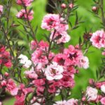 ¿Cómo invernar el Leptospermum?