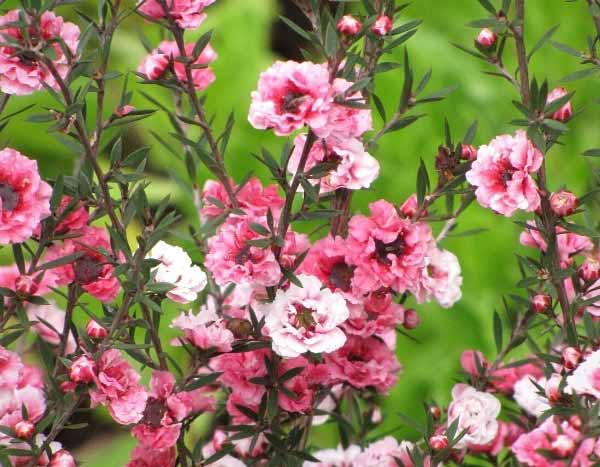 ¿Cómo invernar el Leptospermum?