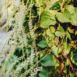 ¿Cómo invernar la Enredadera del mosquito?