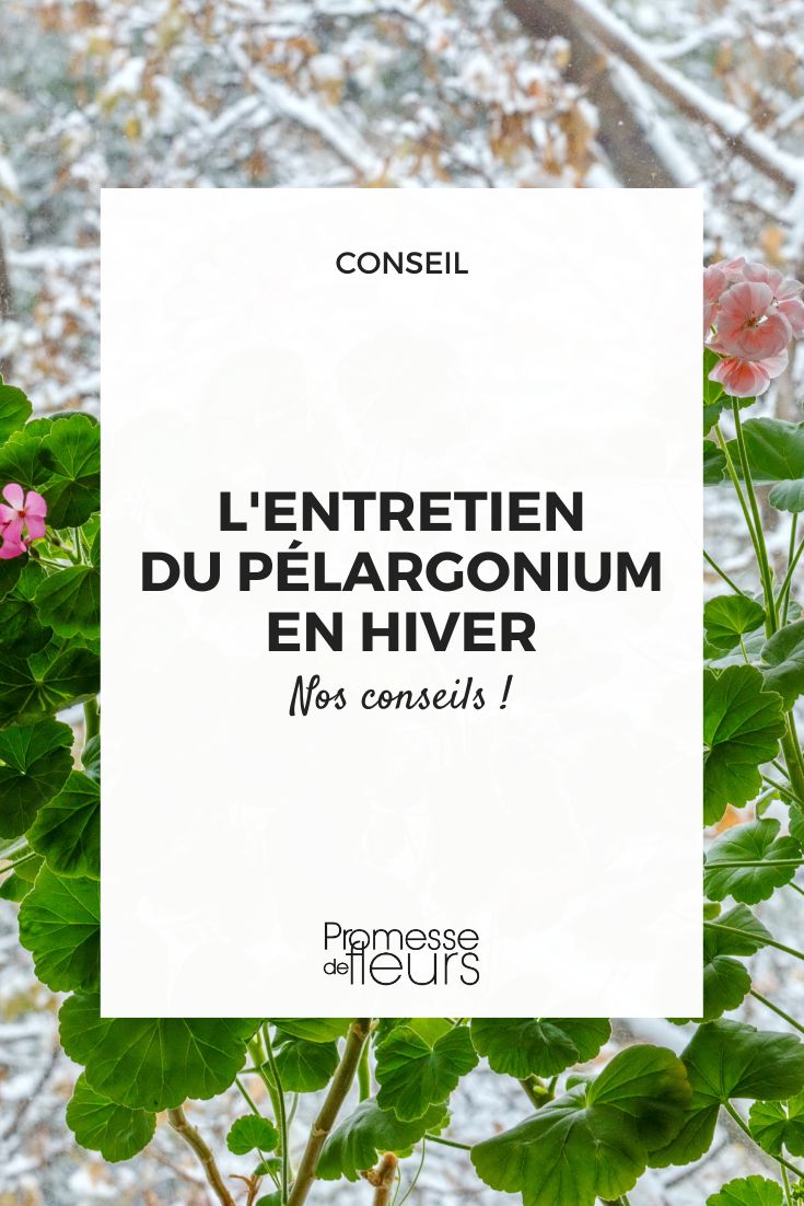 proteger un geranio de floristería durante el invierno