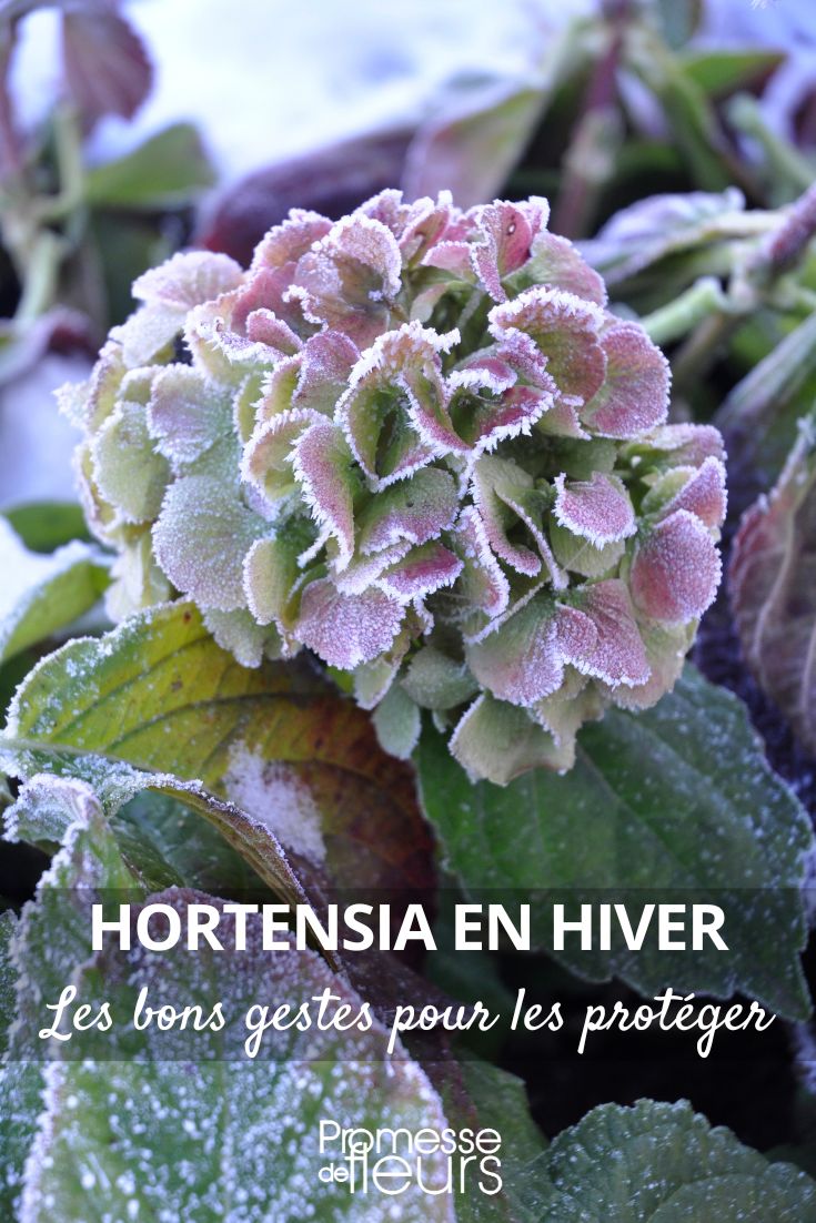 Hortensia, Hydrangea: ¿cómo protegerlo del frío en invierno?