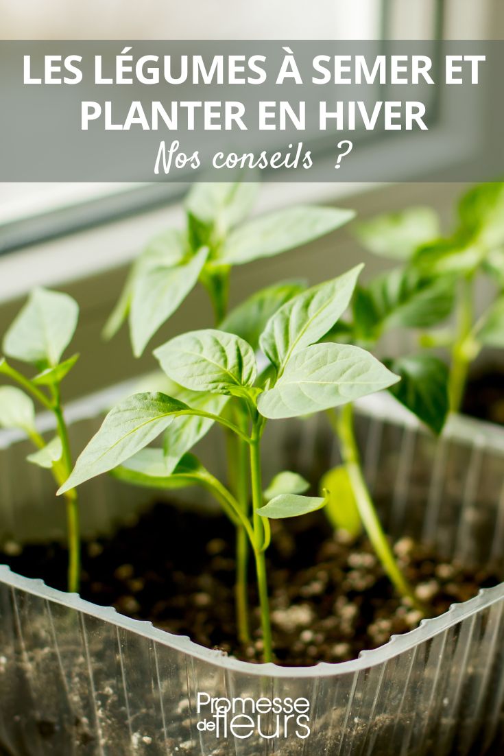 consejos para sembrar en invierno