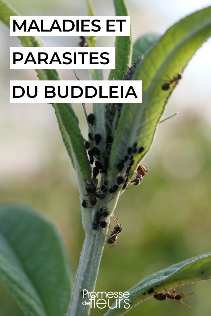 ÁRBOL DE LAS MARIPOSAS