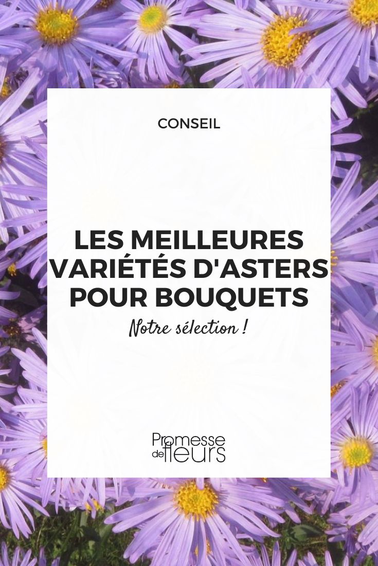 Aster amellus 'Rey Jorge'