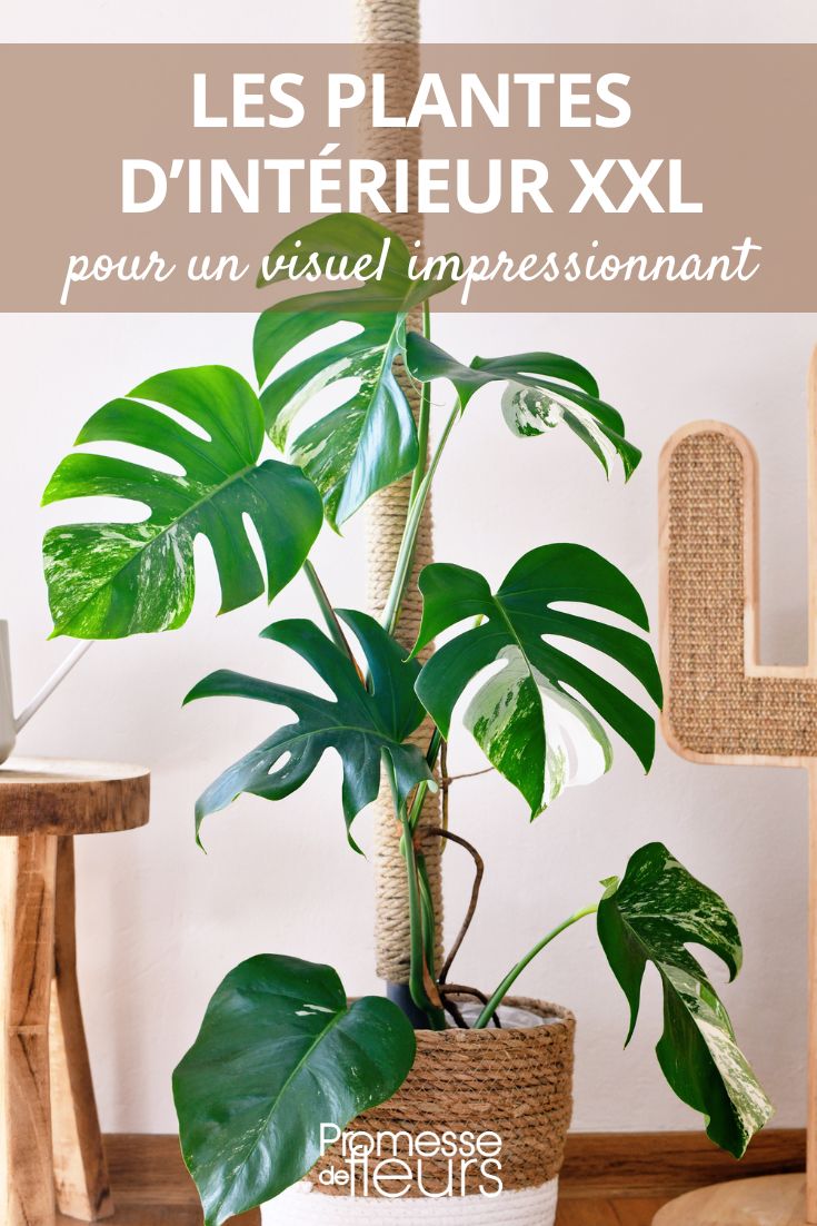 monstera  

*(Nota: En este caso, al tratarse de un nombre de planta en latín que se usa internacionalmente, no requiere traducción. Se mantiene igual en español.)*  

Si necesitas la traducción de un texto más amplio sobre esta planta, por favor proporciónalo y con gusto lo traduciré respetando las instrucciones dadas.