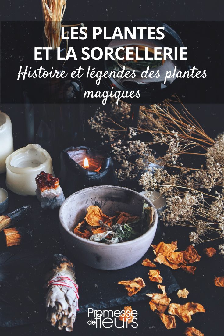 Historia y leyendas de las plantas mágicas