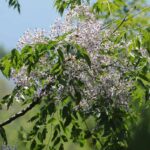 Melia - Margosier: plantar y cultivar