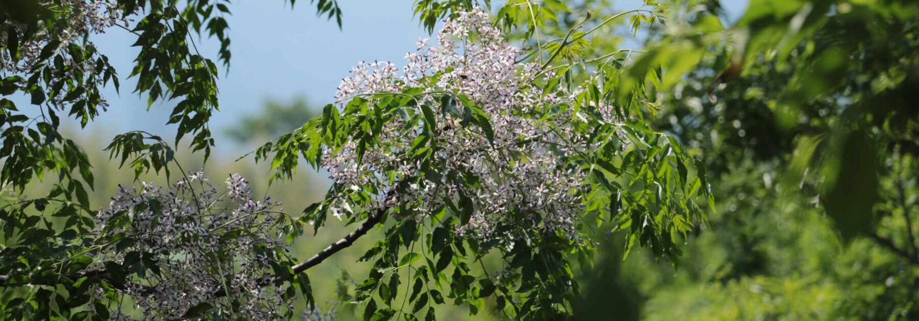 Melia - Neem: plantar y cultivar