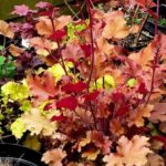 ¿Cómo multiplicar las Coralitos?