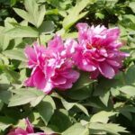 ¿Cómo multiplicar la Peonía arbustiva?