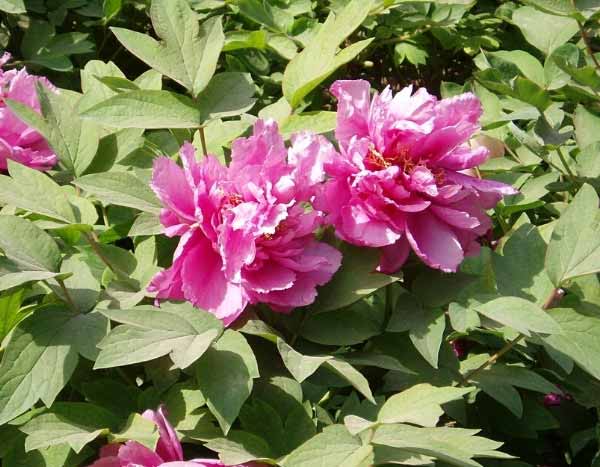 ¿Cómo multiplicar la Peonía arbustiva?