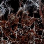 Los beneficios de las micorrizas en las plantaciones con raíces desnudas