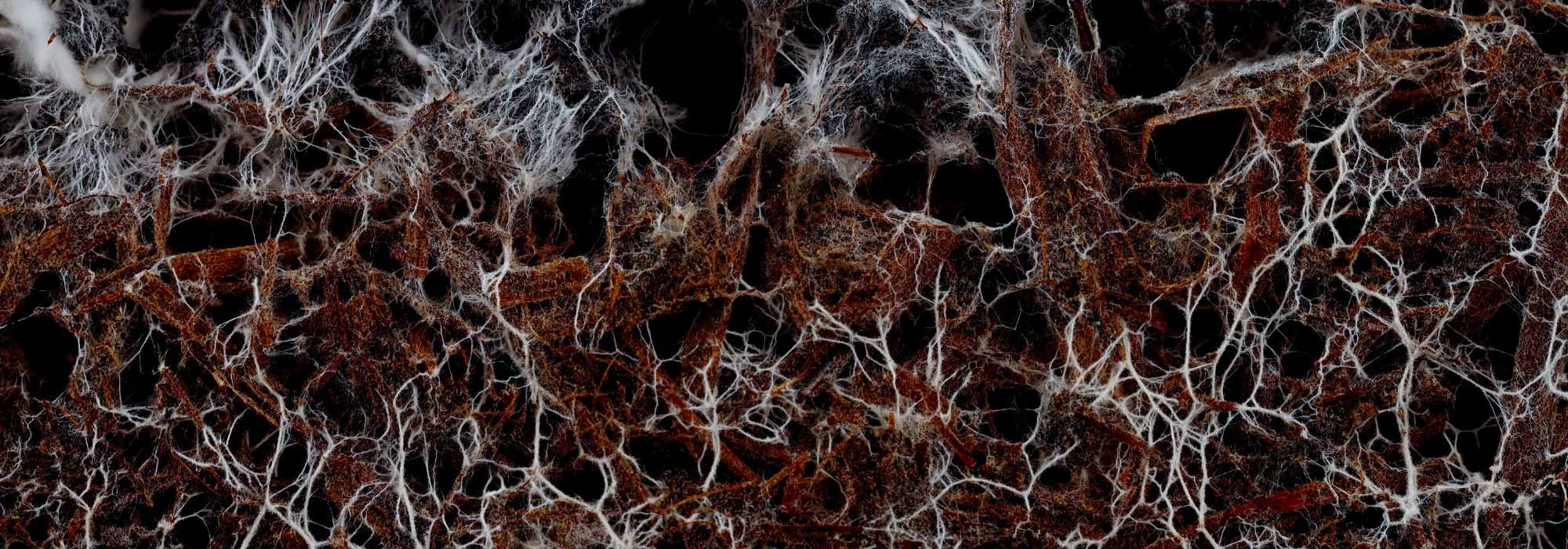 Los beneficios de las micorrizas en las plantaciones con raíces desnudas