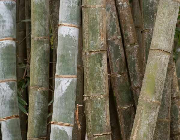 El misterio de la floración del Bambú henon: un evento poco frecuente y consecuencias inesperadas