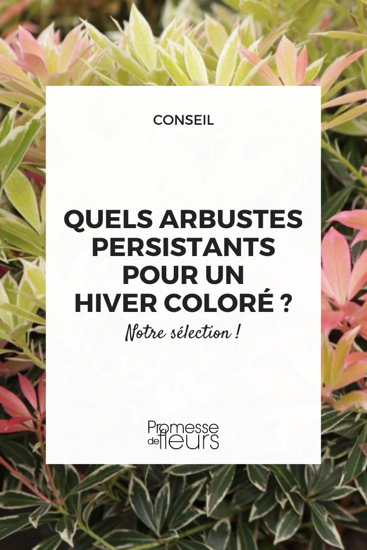 ¿Qué arbustos perennes elegir para un invierno lleno de color?