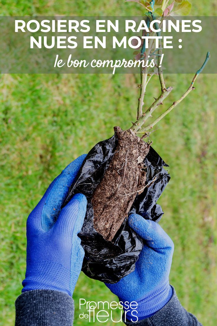 Rosales a raíz desnuda en cepellón