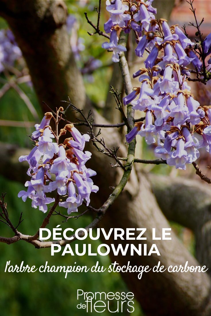 Paulownia, biodiversidad y captura de carbono
