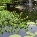 Plantas oxigenantes: ¿cómo instalarlas en una charca?