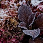 Las buenas prácticas para proteger tus Hortensia en invierno