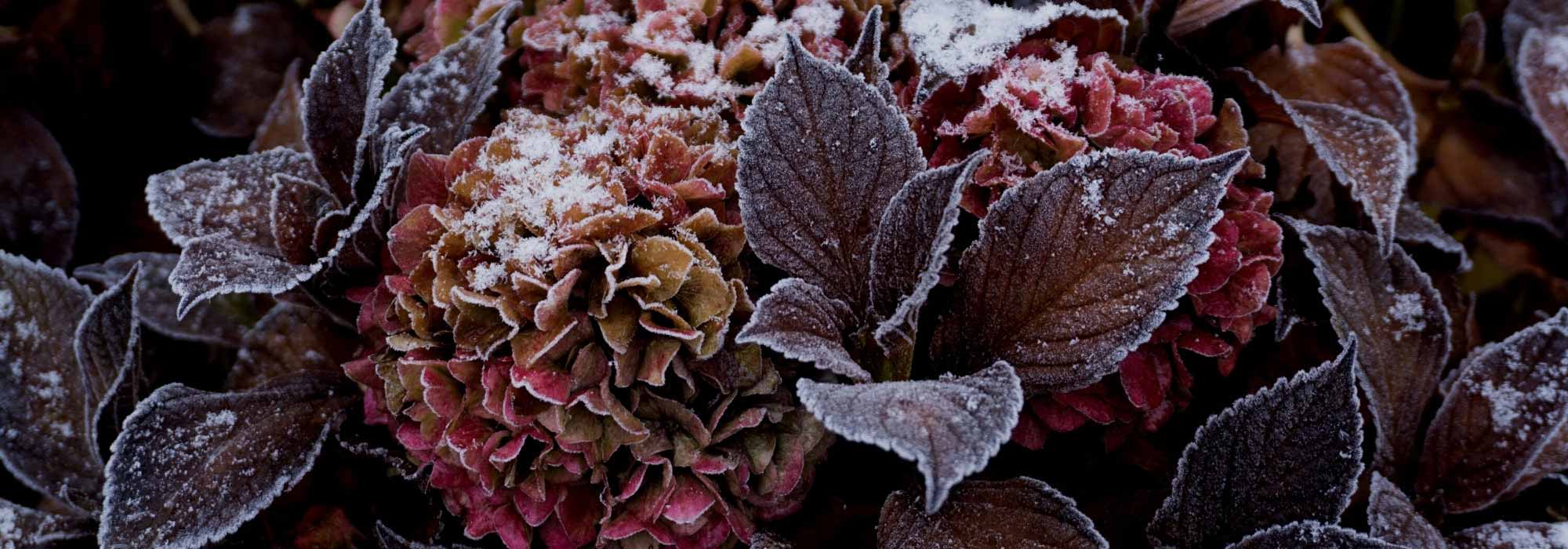 Las buenas prácticas para proteger tus Hortensia en invierno