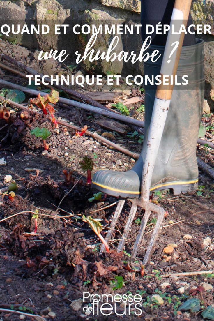 trasplantar un ruibarbo