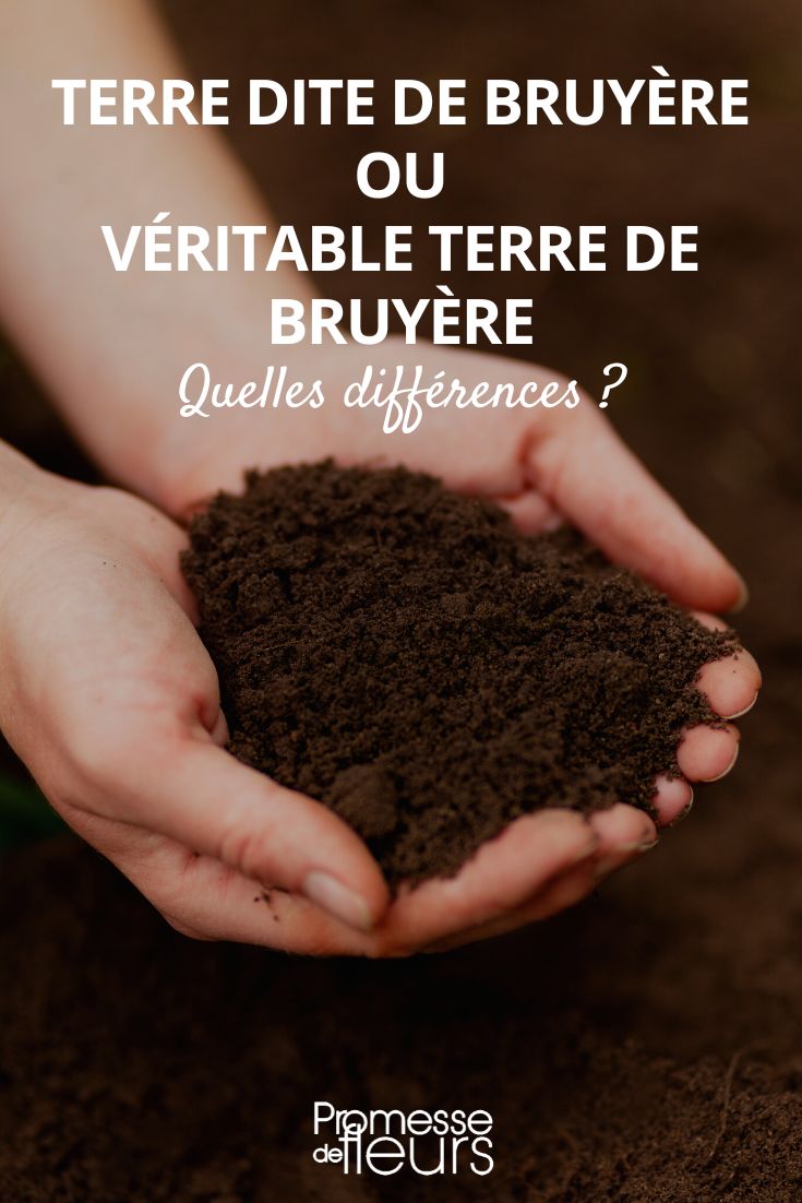 sustrato para plantas acidófilas