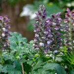 ¿Cómo multiplicar el acanto?