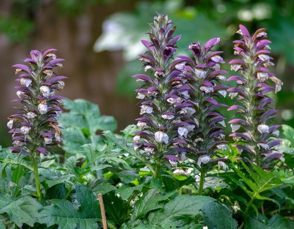 ¿Cómo multiplicar el acanto?