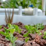 La acuaponia, ¿qué es exactamente?