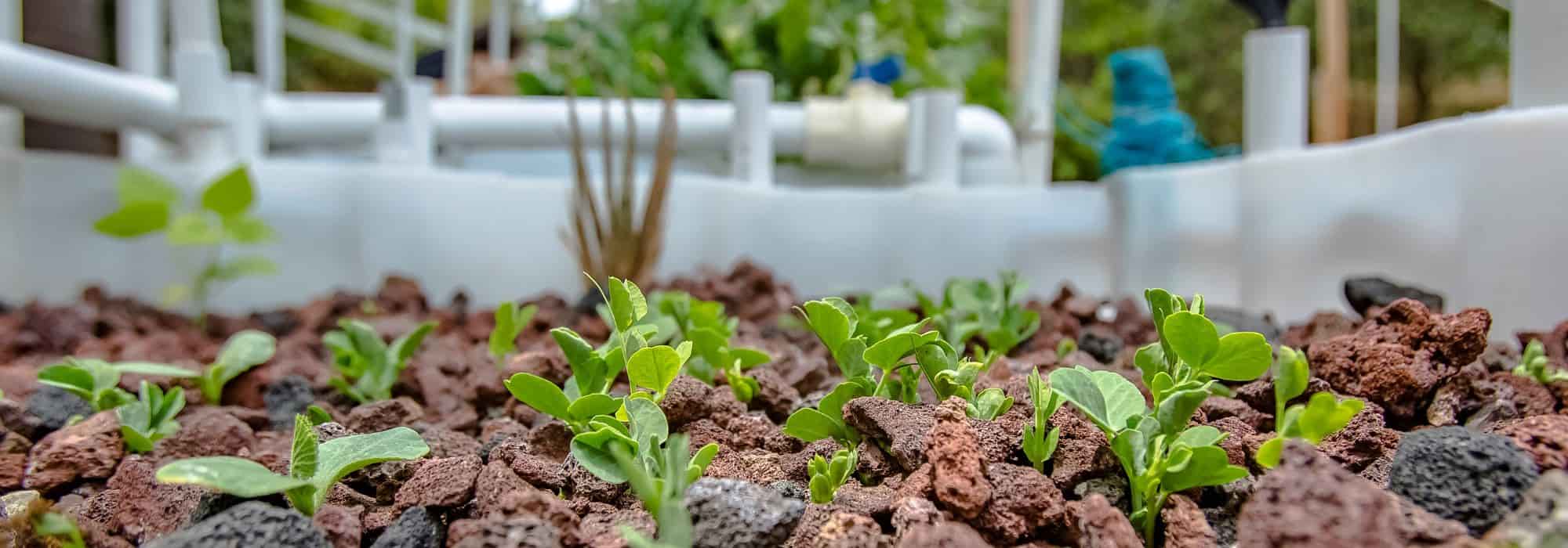 La acuaponia, ¿qué es exactamente?