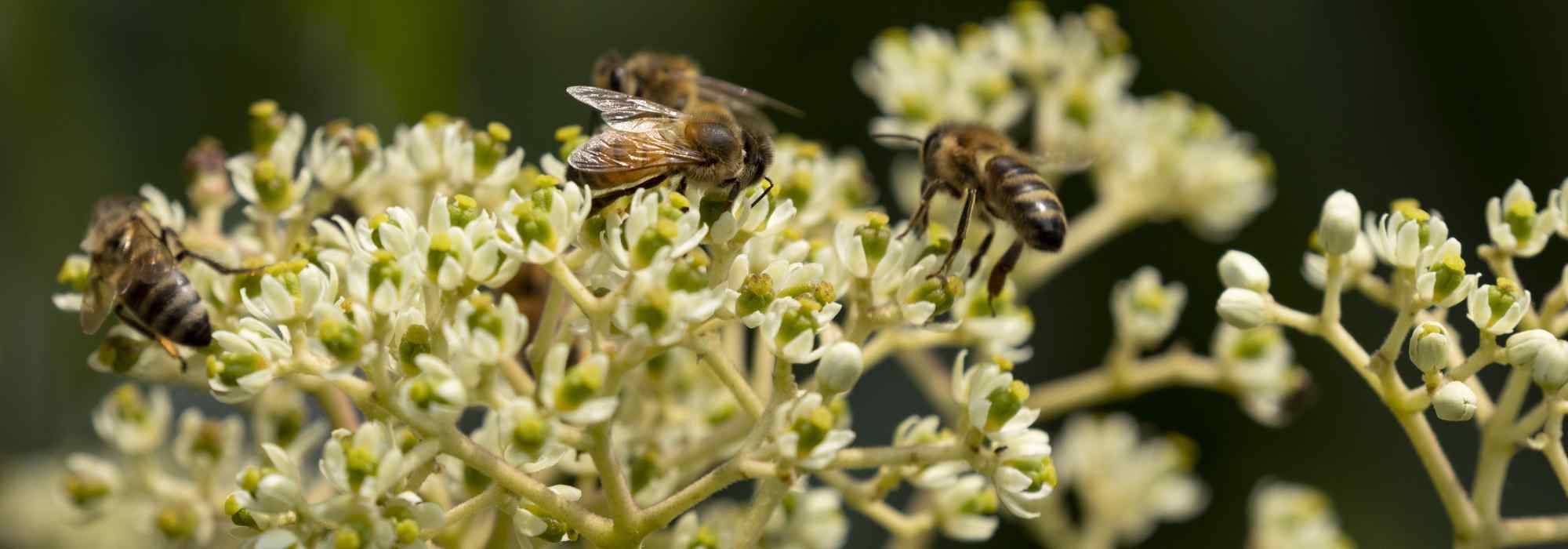 7 árboles melíferos