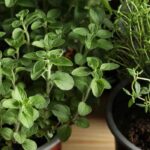 ¿Cómo cultivar aromáticas en interior durante el invierno?