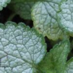 Nuestros consejos para combinar los follajes plateados en el jardín