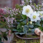 Un balcón con flores en invierno: nuestros consejos