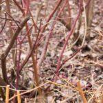 Hacer esquejes en invierno: ¿qué plantas elegir y cómo proceder?