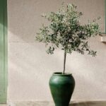 ¿Cuándo y cómo hacer un esqueje de olivo?