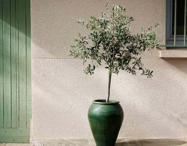 ¿Cuándo y cómo hacer un esqueje de olivo?