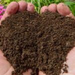 ¿Cómo enriquecer un suelo pobre?