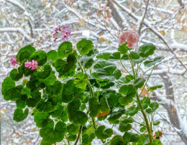 El cuidado del Pelargonium en invierno