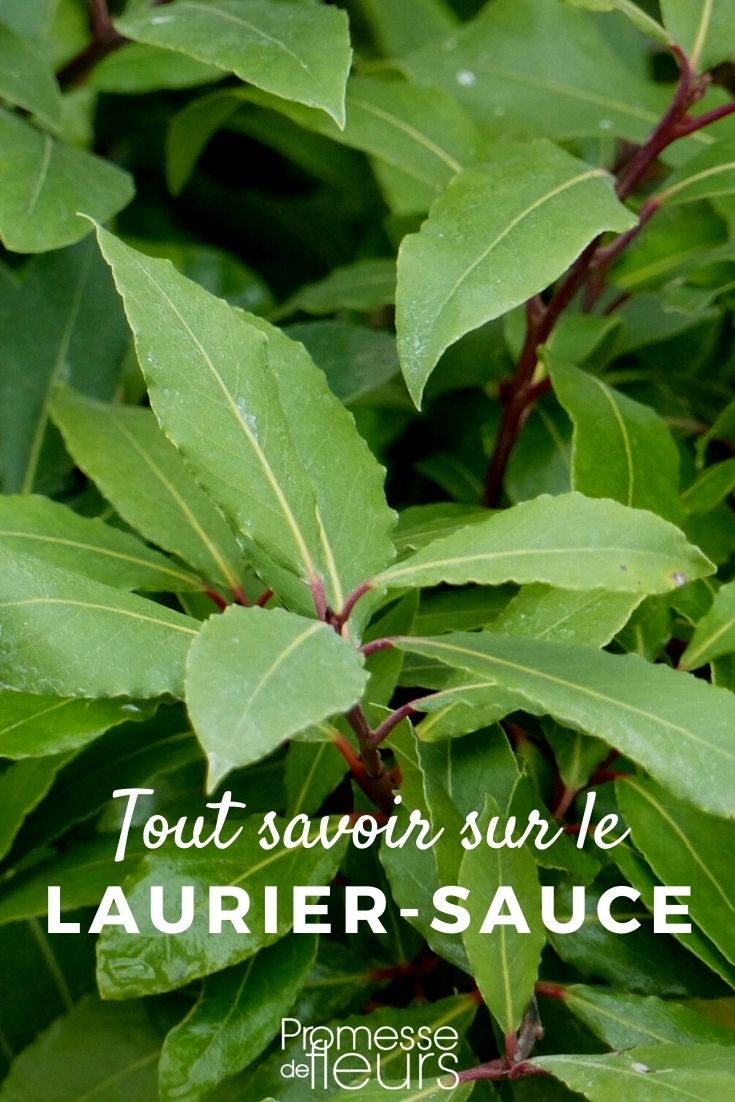 laurel Laurus nobilis (traducción al español):
Laurus nobilis (Laurel noble)