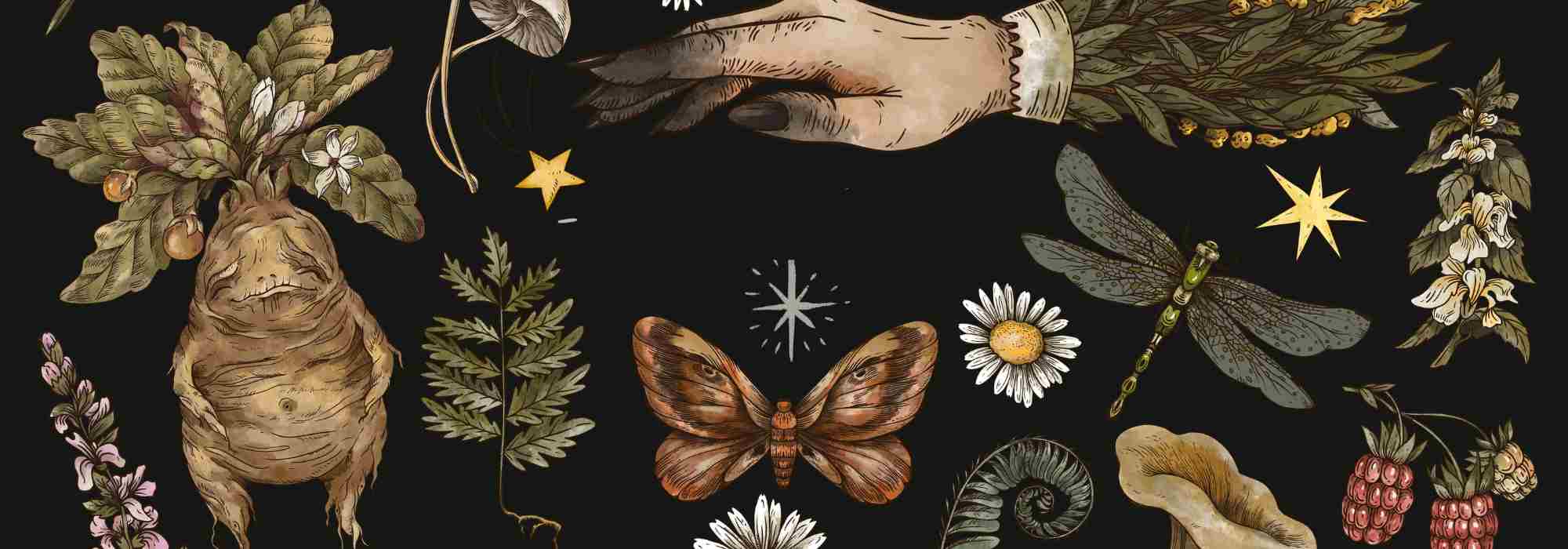 Las plantas y la brujería