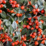 Enfermedades y parásitos de los Cotoneaster