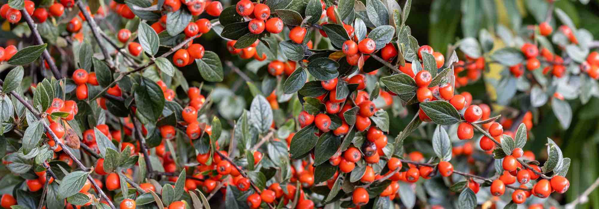 Enfermedades y parásitos de los Cotoneaster