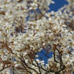 ¿Cómo hacer esquejes de arándano?