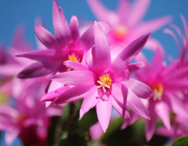 ¿Cómo multiplicar el cactus de Navidad?