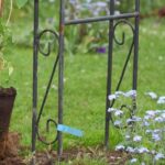 La mejor época para plantar las plantas trepadoras