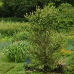 ¿Qué es la sintropía?