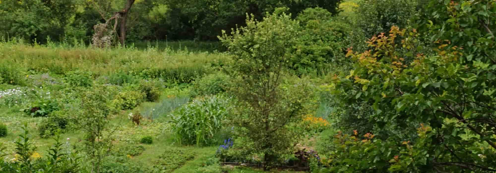 ¿Qué es la sintropía?