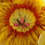 7 Peonías enanas para Bordillos o Pequeños jardines